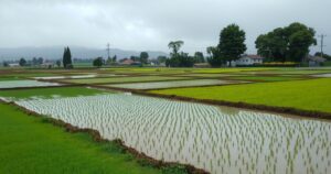 A vibrant landscape depicting flooding in a rural area with lush green fields under gray skies.