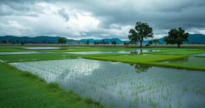 A serene landscape after a flood, showing still water pooling among green fields and a cloudy sky.